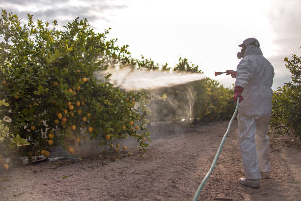 Best Ant Control Services  in Fulton, MS