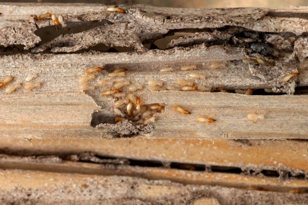 Best Local Pest Control Services  in Fulton, MS