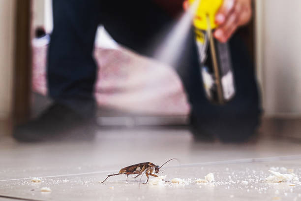 Best Wasp Removal Services  in Fulton, MS